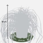 3x - Carex hachijoensis 'Evergold' - ↨30cm - Ø14 - Bild 7