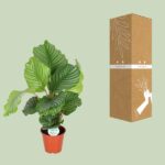 Calathea Orbifolia - Ø17cm - ↕60cm - Bild 3