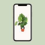 Calathea Orbifolia - Ø17cm - ↕60cm - Bild 4