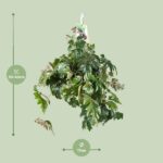 Cissus Rhombifolia Ellen Danica - Ø17cm - ↕70cm - Bild 2