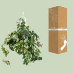 Cissus Rhombifolia Ellen Danica - Ø17cm - ↕70cm - Bild 3