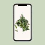 Cissus Rhombifolia Ellen Danica - Ø17cm - ↕70cm - Bild 4