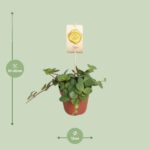 Peperomia Hope - Ø12cm - ↕15cm - Bild 2