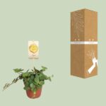 Peperomia Hope - Ø12cm - ↕15cm - Bild 3