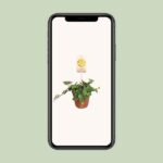 Peperomia Hope - Ø12cm - ↕15cm - Bild 4