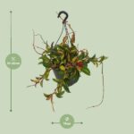 Hoya Carnosa Tricolor - Ø19cm - ↕20cm - Bild 2