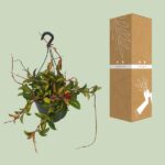 Hoya Carnosa Tricolor - Ø19cm - ↕20cm - Bild 3