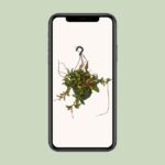 Hoya Carnosa Tricolor - Ø19cm - ↕20cm - Bild 4