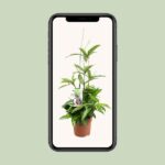 Dracaena Surculosa - Ø17 ↕55 - Bild 4