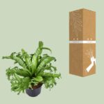 Asplenium Nidus Crissie - Ø23cm - ↕55cm - Bild 3