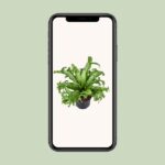 Asplenium Nidus Crissie - Ø23cm - ↕55cm - Bild 4