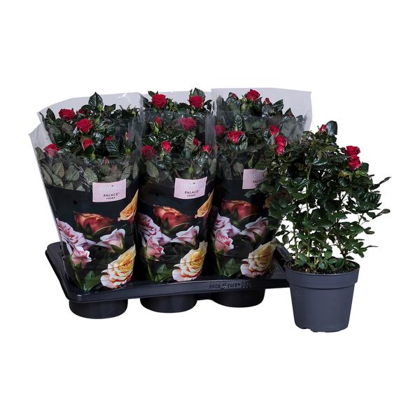 thumbnail_600-573 Rosa röd - Ø17cm - ↕45cm - Bild 1