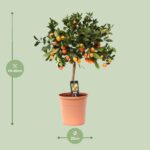 Citrus Calamondin - Ø22cm - ↕80cm - Bild 2