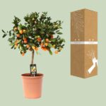 Citrus Calamondin - Ø22cm - ↕80cm - Bild 3