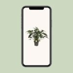 Philodendron Xanadu - Ø21cm - ↕65cm - Bild 4