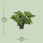 Philodendron Xanadu - Ø21cm - ↕60cm - Bild 2