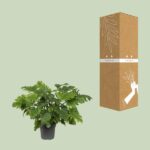 Philodendron Xanadu - Ø21cm - ↕60cm - Bild 3