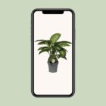 Dieffenbachia Mars - Ø19cm - ↕60cm - Bild 4
