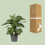 Dieffenbachia Reeva - Ø24cm - ↕75cm - Bild 3