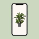 Dieffenbachia Reeva - Ø24cm - ↕75cm - Bild 4