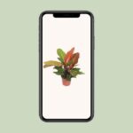 Philodendron Prince of Orange - Ø17cm - ↕45cm - Bild 4