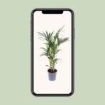 Howea Forsteriana - Ø17cm - ↕75cm - Bild 4