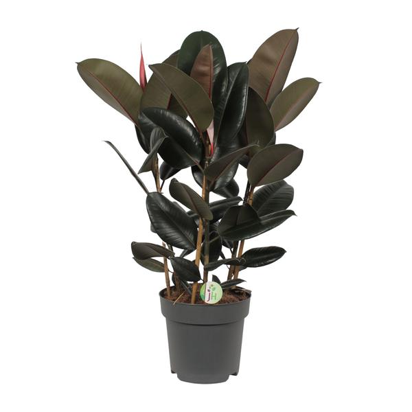 thumbnail_600-60 Ficus Abidjan - Ø27cm - ↕90cm - Bild 1