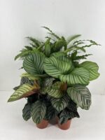 Calathea Mix P14cm