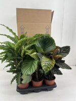 Calathea Mix P14cm - Bild 2