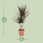 Dracaena Magenta - Ø17 ↕80 - Bild 2