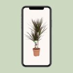 Dracaena Magenta - Ø17 ↕80 - Bild 4