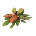 Philodendron Prince Of Orange - Ø27cm - ↕75cm