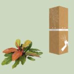 Philodendron Prince Of Orange - Ø27cm - ↕75cm - Bild 3