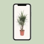 Dracaena Marginata - Ø27cm - ↕130cm - Bild 4