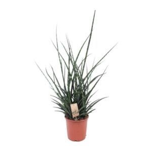 Sansevieria Fernwood Punk - Ø17cm - ↕65cm