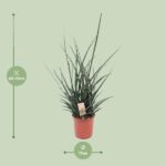 Sansevieria Fernwood Punk - Ø17cm - ↕65cm - Bild 2