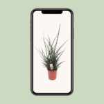 Sansevieria Fernwood Punk - Ø17cm - ↕65cm - Bild 4