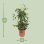 Dracaena Surculosa - Ø27cm - ↕110cm - Bild 2