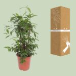 Dracaena Surculosa - Ø27cm - ↕110cm - Bild 3