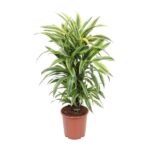 Dracaena Fragrans Deremensis Grp Lemon Lime - Ø24cm - ↕100cm