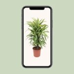 Dracaena Fragrans Deremensis Grp Lemon Lime - Ø24cm - ↕100cm - Bild 4