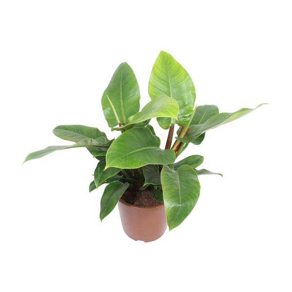 thumbnail_600-6189 Philodendron Imperial Green - Ø27cm - ↕80cm - Bild 1