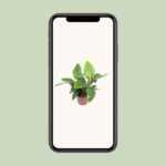 Philodendron Imperial Green - Ø27cm - ↕80cm - Bild 4