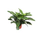 Philodendron Imperial Green - Ø34cm - ↕90cm