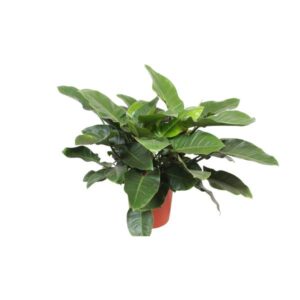 Philodendron Imperial Green - Ø34cm - ↕90cm