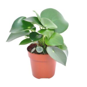Peperomia Raindrop - Ø12cm - ↕20cm