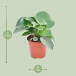 Peperomia Raindrop - Ø12cm - ↕20cm - Bild 2