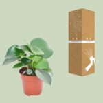 Peperomia Raindrop - Ø12cm - ↕20cm - Bild 3