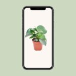 Peperomia Raindrop - Ø12cm - ↕20cm - Bild 4