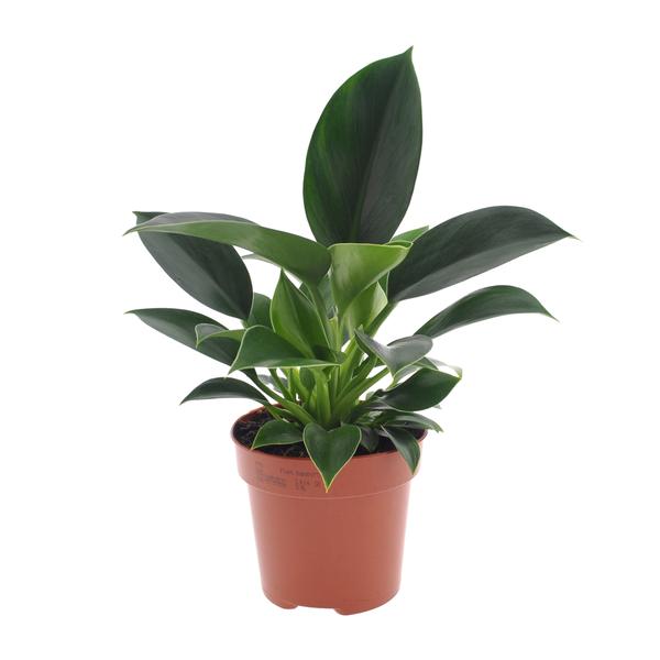 thumbnail_600-6307 Philodendron Green Princess - Ø12cm - ↕25cm - Bild 1